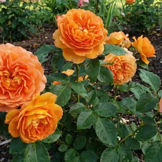 Rosier 'Louis de funes '