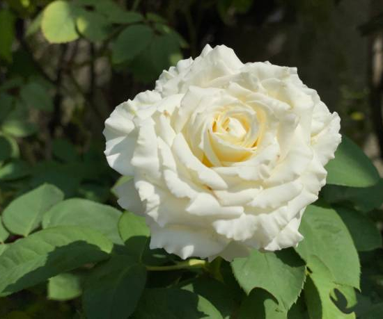 Rosier 'Alberic barbier '