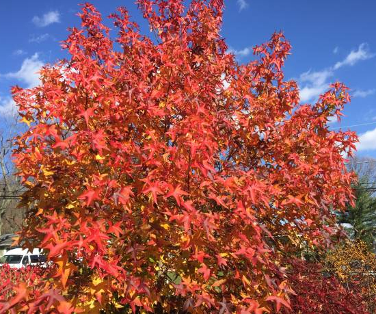 Copalme d'amérique 'Golden sun'