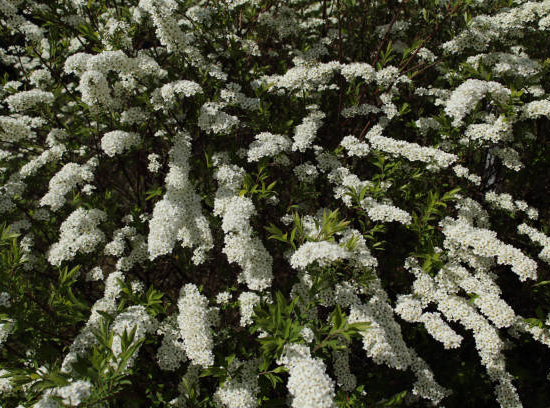 Spirée grefsheim 'Grefsheim'