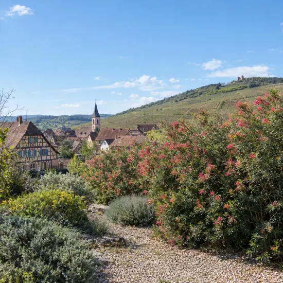 Grevillea (Grevillea rosmarinifolia) — grand arbuste fleuri devant village et vignoble