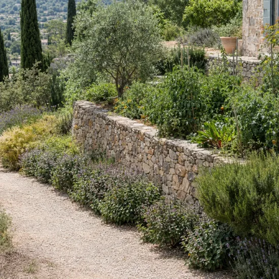 Menthe mitcham 'Mitcham' (Mentha × piperita) — massif de plantes aromatiques le long d'un muret · Photo d'illustration