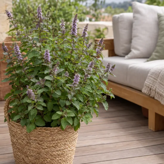 Menthe earl grey 'Earl grey' (Mentha × piperita) — grand plant aromatique en pot sur terrasse · Photo d'illustration