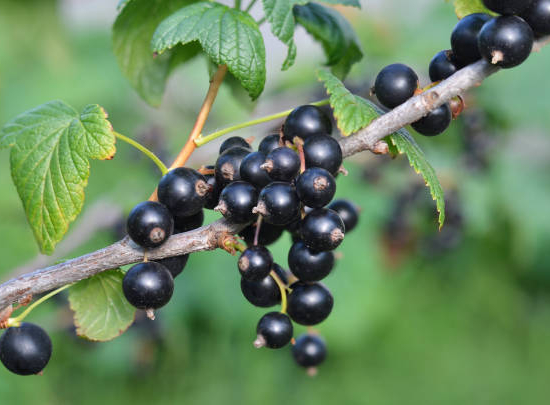 Cassissier 'Little black sugar'