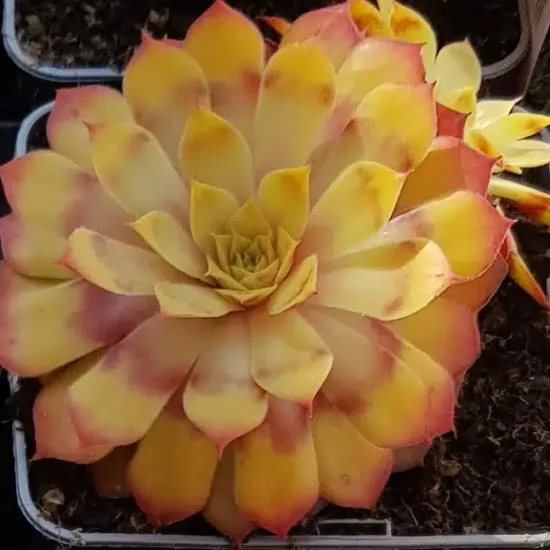 Joubarbe à rosette jaune orangé 'Gold nugget' (Sempervivum) — rosette succulente jaune orangé aux pointes rosées · Pot 0.5L