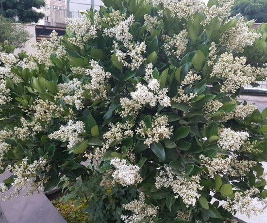 Troène du japon 'Texanum'