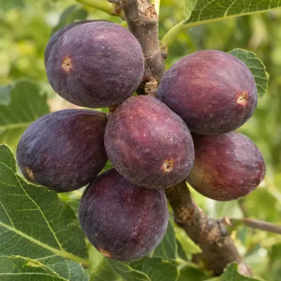 Figuier 'Jordan' (Ficus carica) — gros plan de fruits violets sur branche