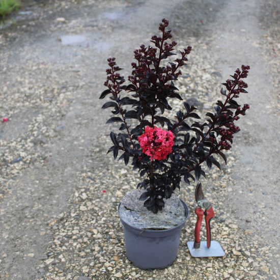 Lilas des indes 'Sunset magic'