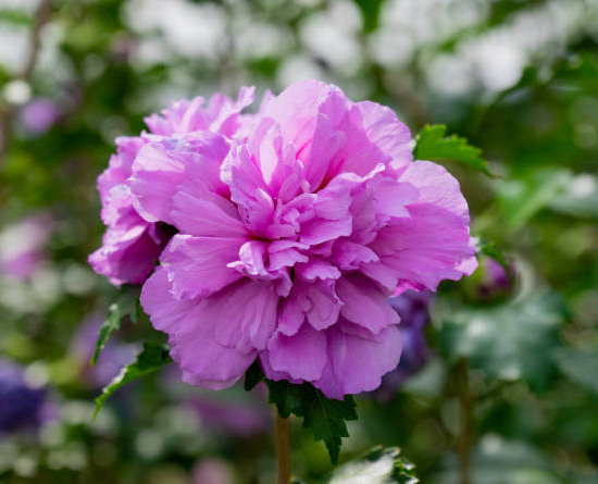 Althéa 'Purple ruffles'