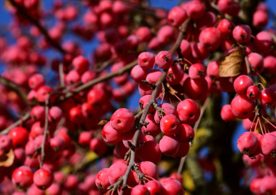Pommier d'ornement 'Red sentinel'
