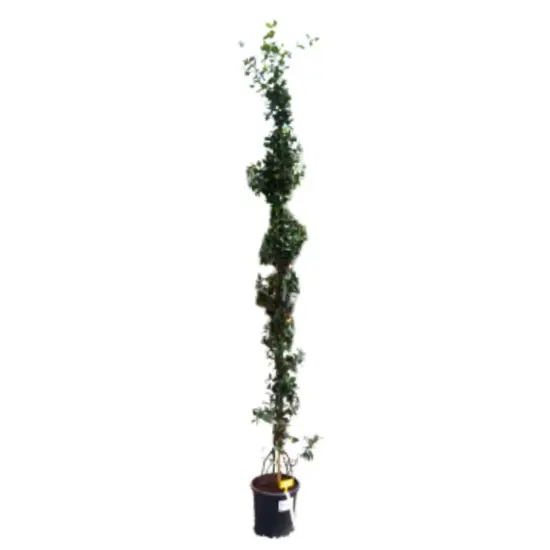 Jasmin étoilé (Trachelospermum jasminoides) — plante grimpante tuteurée en pot noir · Pot 10L