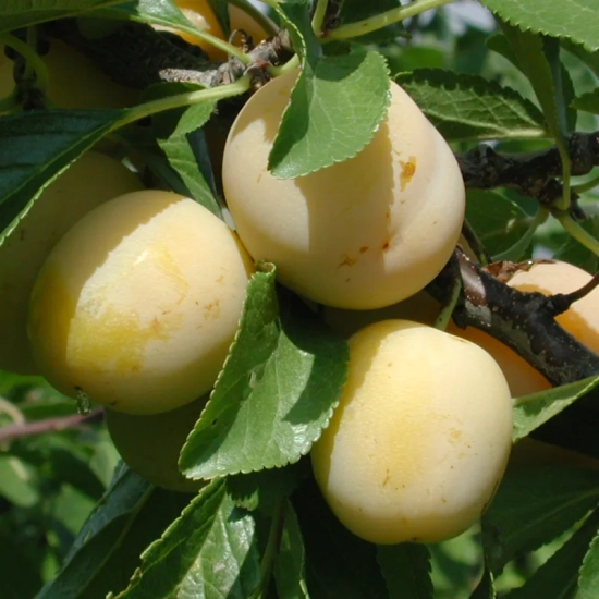 Prunier  'Miraclaude'