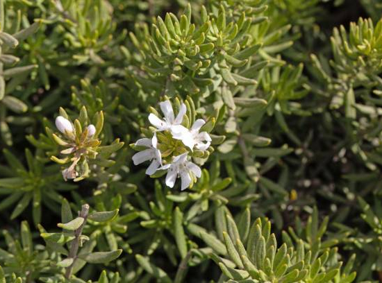 Romarin Blanc