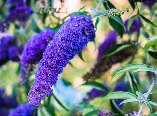 Arbre aux papillons 'Bleu azur'