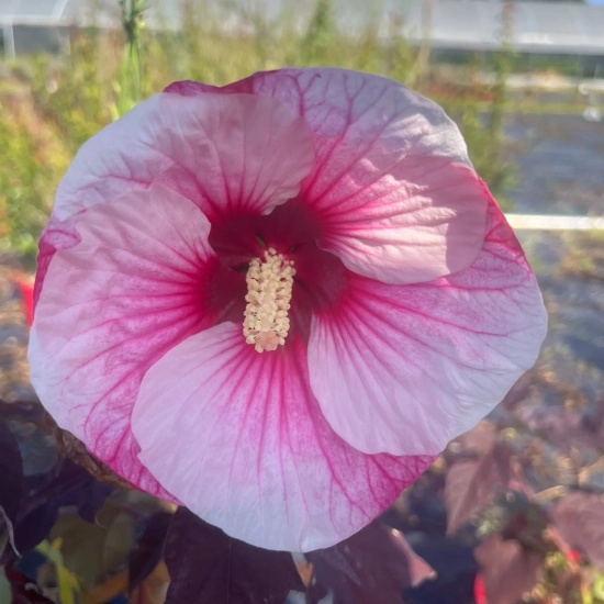 Hibiscus des marais 'Summerific perfect storm'