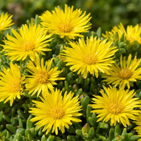 Pourpier vivace (Delosperma nubigenum) — fleurs jaunes étoilées sur coussin de feuillage · Photo d'illustration
