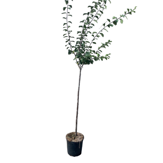 Prunier monstruosa de inglate