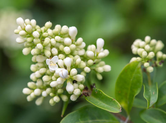 Troène du japon 'Texanum'