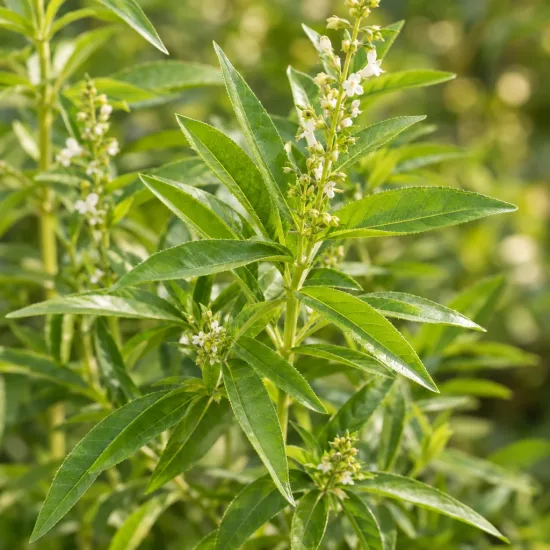 Verveine citronnelle (Aloysia citriodora) — feuillage vert allongé avec petites fleurs blanches