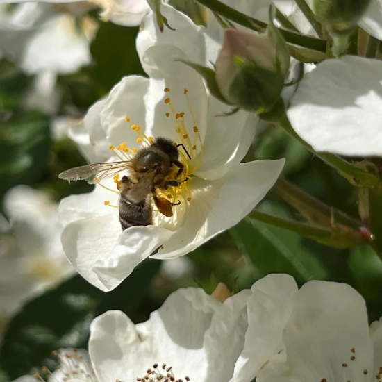 Rosier 'Alba visamalbi'
