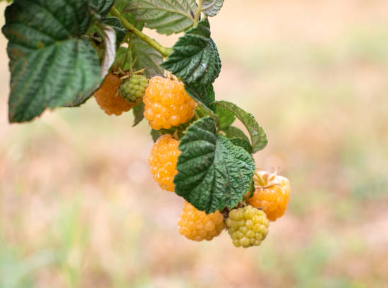 Framboisier 'Fall gold'