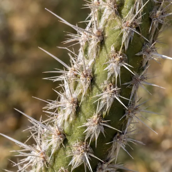 Cactée (Cylindropuntia spinosior) — gros plan sur tiges couvertes d’épines · Photo d'illustration