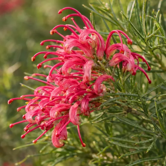 Grévilléa 'Gem' (Grevillea canberra) — gros plan sur fleurs rouges et feuillage fin · Photo d'illustration