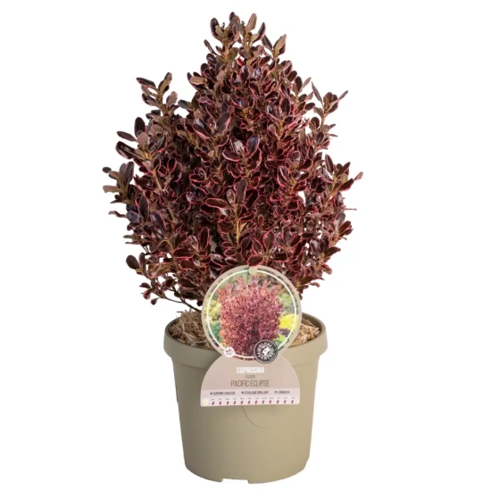 Coprosme 'Pacific eclipse'