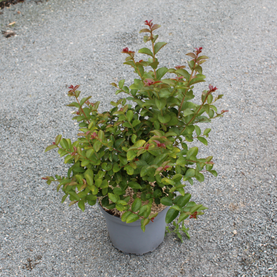 Lilas des indes 'Yang tse'