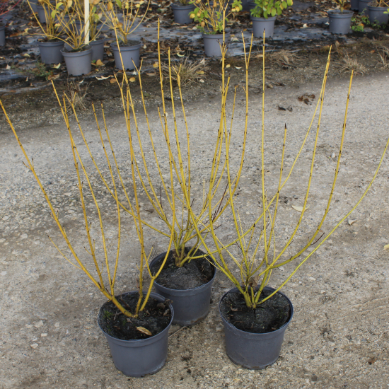 Cornouiller soyeux 'Flaviramea'