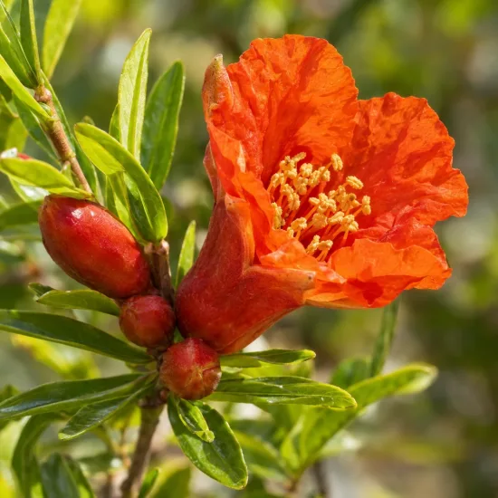 Grenadier à fruit 'Teheran' (Punica granatum) — gros plan sur fleur rouge et boutons · Photo d'illustration
