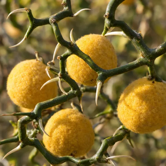 Orange trifoliée naine 'Flying dragon' (Poncirus trifoliata) — gros fruits ronds jaunes sur branches épineuses · Photo d'illustration