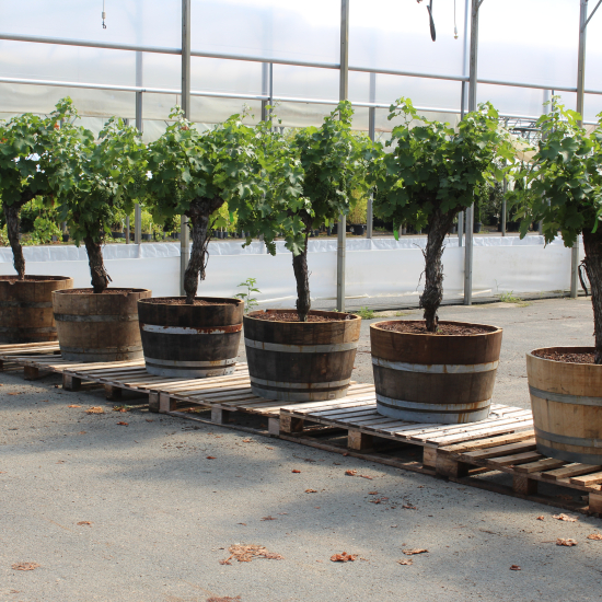 Vigne 'De table'