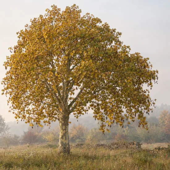 Platane d'orient à feuilles en coins 'Var. cuneata' (Platanus orientalis) — grand arbre isolé au feuillage automnal doré · Photo d'illustration