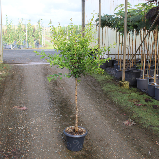 Grenadier à fleurs 'Wonderfull'