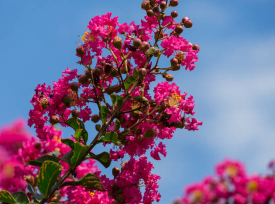 Lilas des indes 'Bellevue'