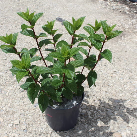 Hortensia paniculé 'Diamant rouge'