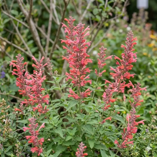 Agastache 'Kudos coral ®'