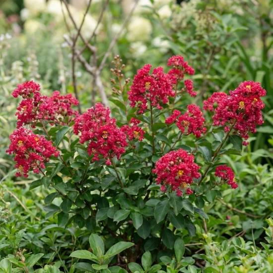 Lilas des indes 'Kiss'