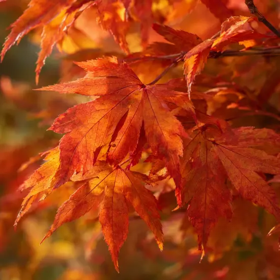 Érable du japon 'Beni maiko' (Acer palmatum) — feuilles palmées orangées en gros plan