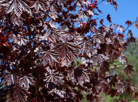 Érable plane 'Schwedleri nigrum'