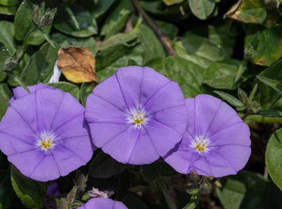 Liseron de Mauritanie