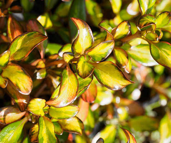 Coprosme 'Evening glow'