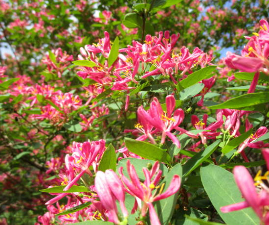 Chèvrefeuille de tartarie 'Hack s red'