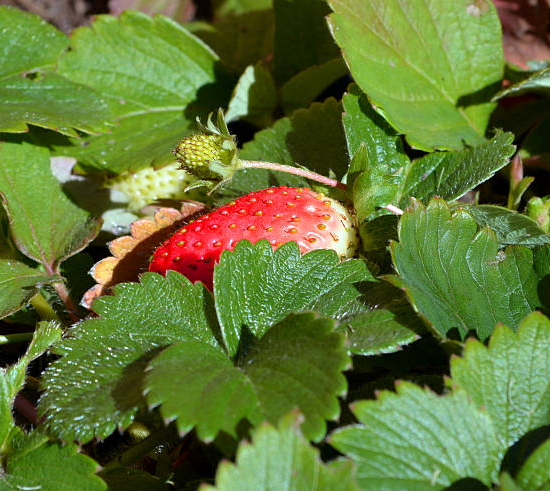 Fraisier 'Elsanta'