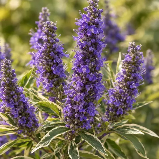 Gattilier 'Flip side' (Vitex agnus-castus)