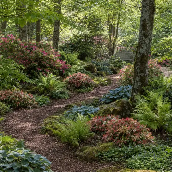 Leucothoé 'Firestar' (Leucothoe walteri) — massifs arbustifs colorés bordant un sentier forestier