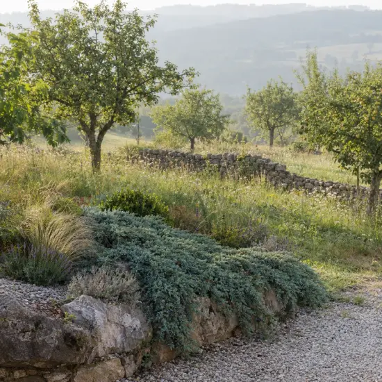 Genévrier 'Blue pacific' (Juniperus conferta) — couvre-sol dense retombant sur muret en pierre