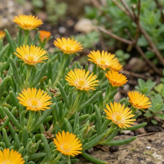 Pourpier vivace 'Golden wonder'