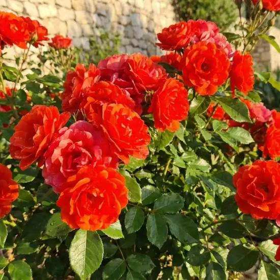 Rosier 'La sevillana '